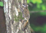 하늘다람쥐 Pteromys volans (Siberian flying squirrel).jpg