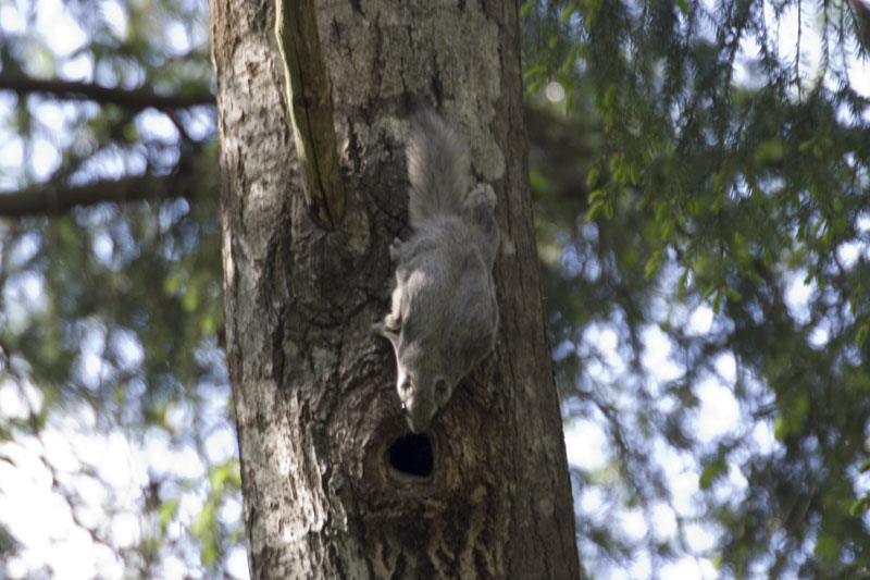 Siberian flying squirrel (Pteromys volans).jpg