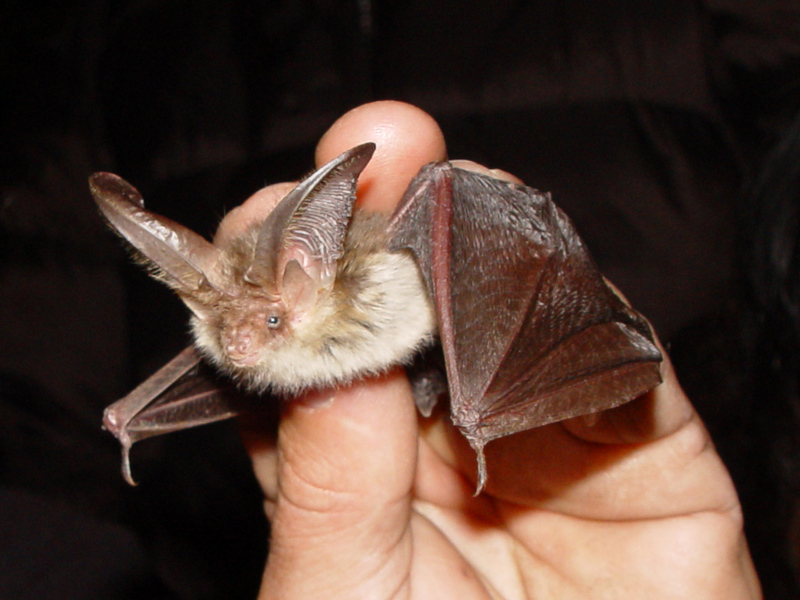Brown Long-eared Bat-Plecotus auritus 01.jpg