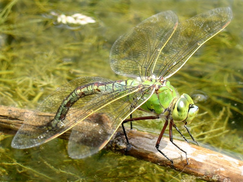 Emperor Dragonfly-Anax imperator female.jpg