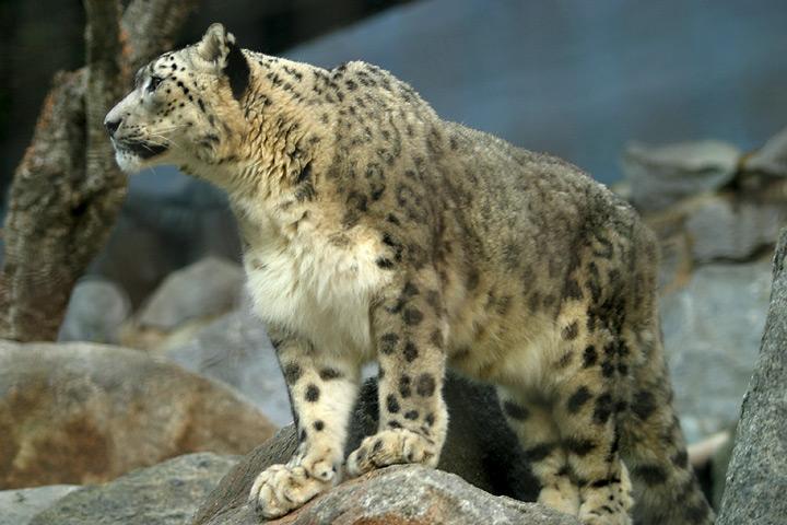 Lightmatter Snow Leopard (Uncia uncia).jpg