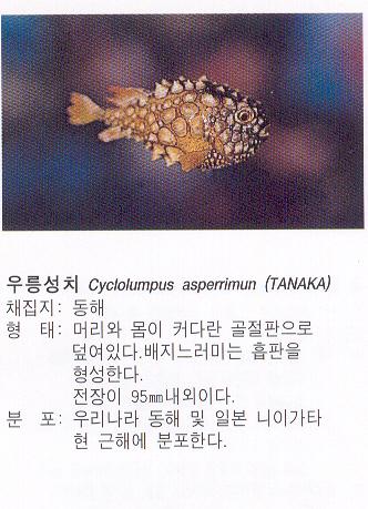 dodo22 42 우릉성치 Eumicrotremus birulai (Siberian lumpsucker).jpg