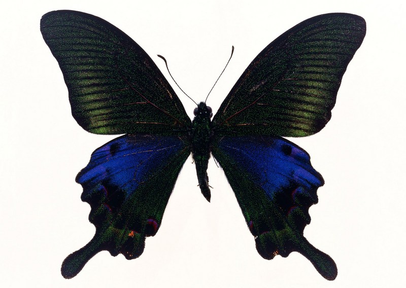 Sozaijiten.Vol12-Butterflies-SL003.jpg
