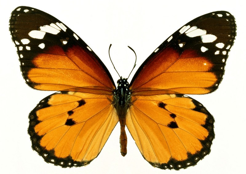 Sozaijiten.Vol12-Butterflies-SL005.jpg
