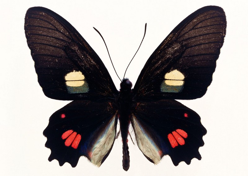 Sozaijiten.Vol12-Butterflies-SL013.jpg