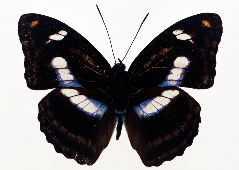 Sozaijiten.Vol12-Butterflies-SL024.jpg