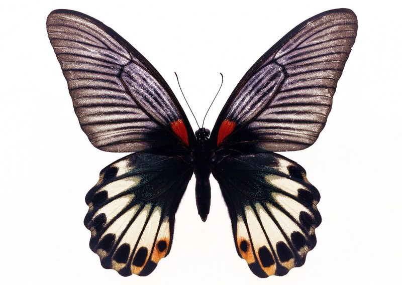 Sozaijiten.Vol12-Butterflies-SL025.jpg