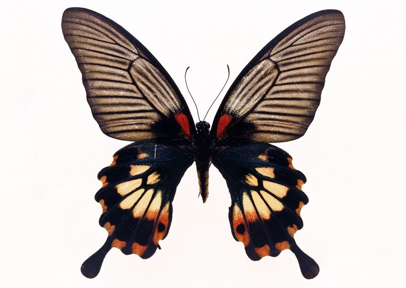 Sozaijiten.Vol12-Butterflies-SL026.jpg