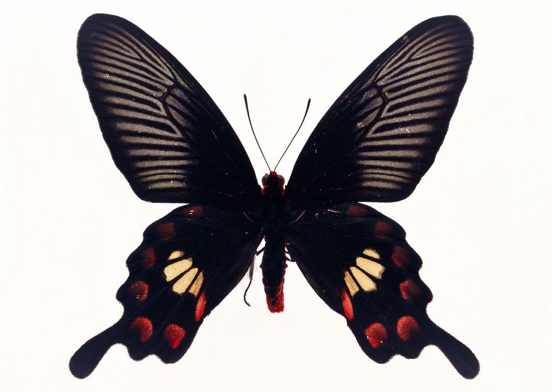 Sozaijiten.Vol12-Butterflies-SL027.jpg