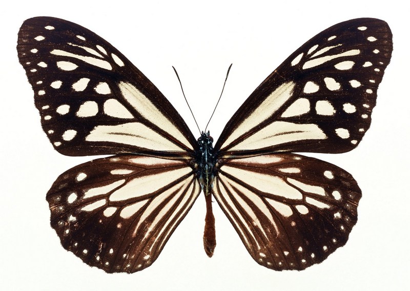 Sozaijiten.Vol12-Butterflies-SL031.jpg