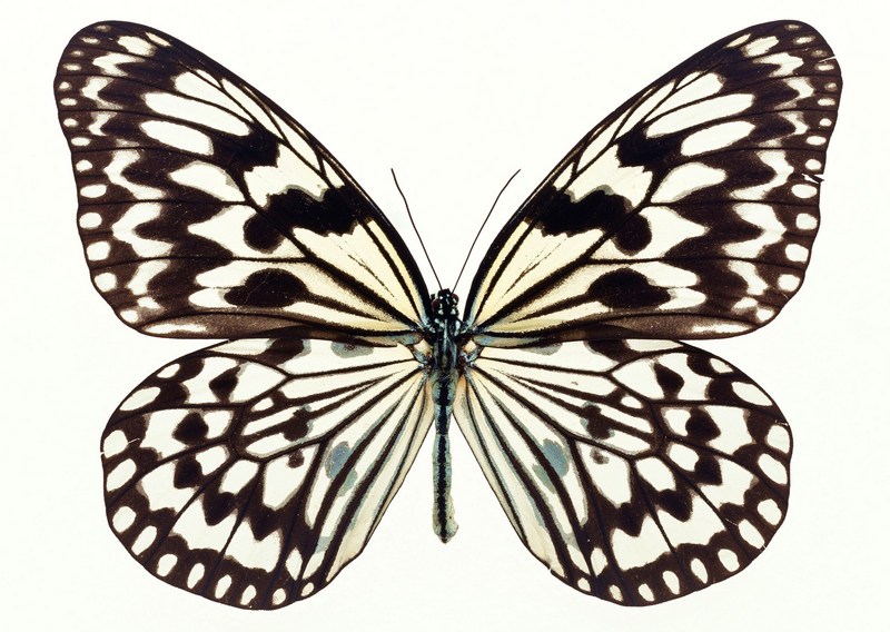 Sozaijiten.Vol12-Butterflies-SL032.jpg