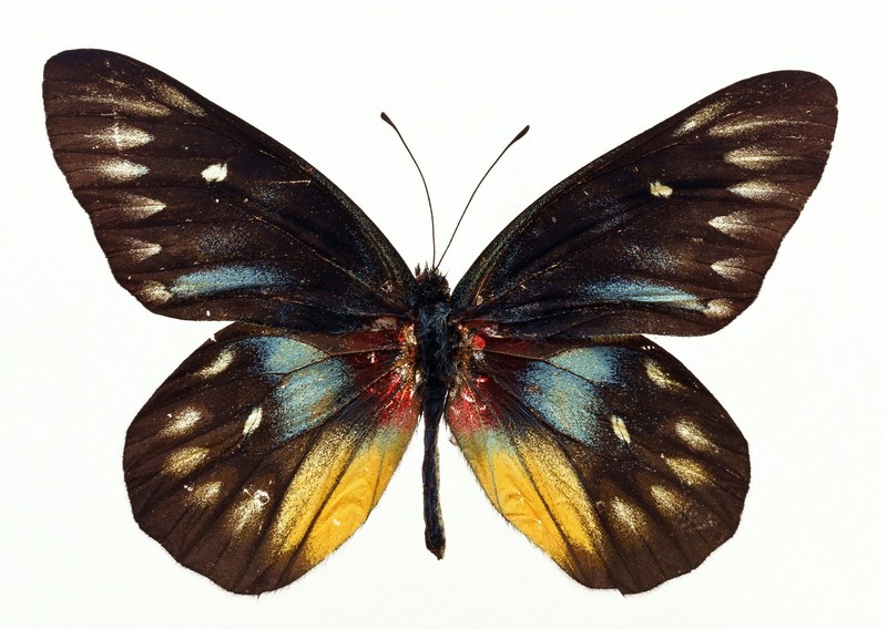 Sozaijiten.Vol12-Butterflies-SL034.jpg