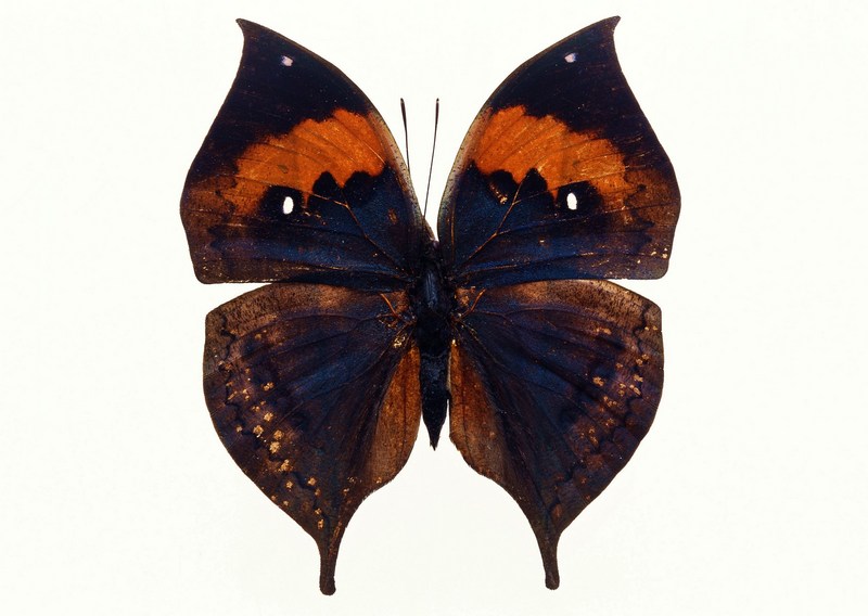 Sozaijiten.Vol12-Butterflies-SL037.jpg
