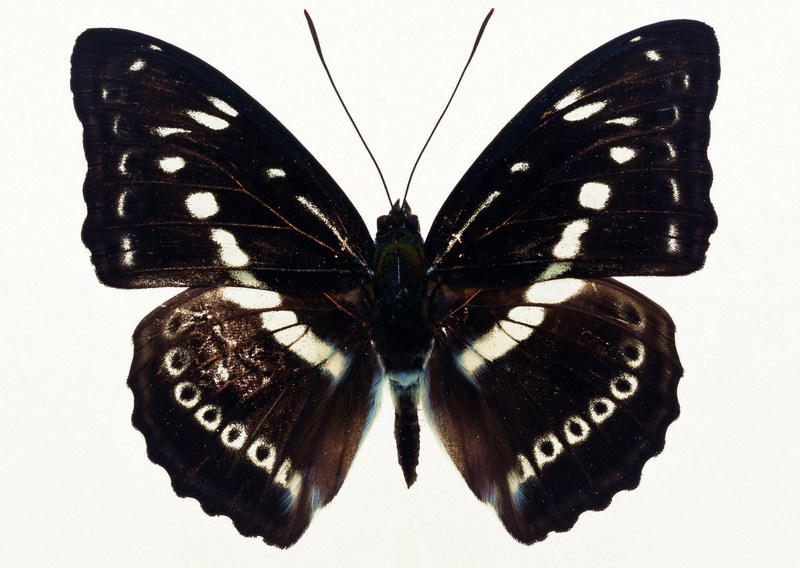 Sozaijiten.Vol12-Butterflies-SL045.jpg