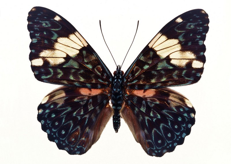 Sozaijiten.Vol12-Butterflies-SL061.jpg