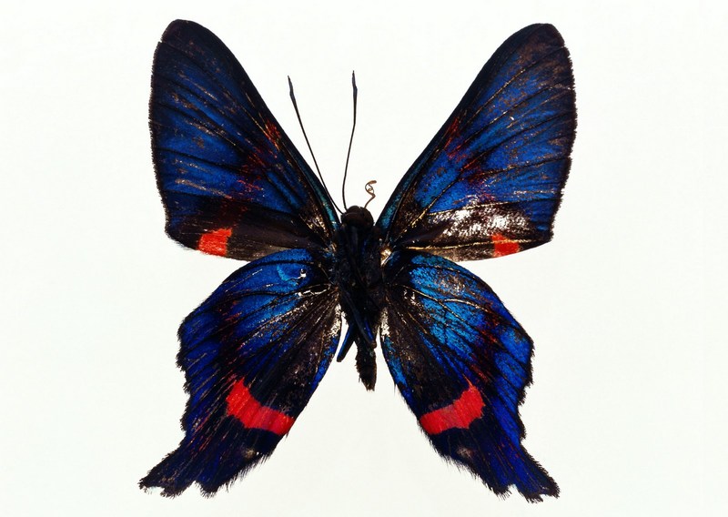 Sozaijiten.Vol12-Butterflies-SL094.jpg