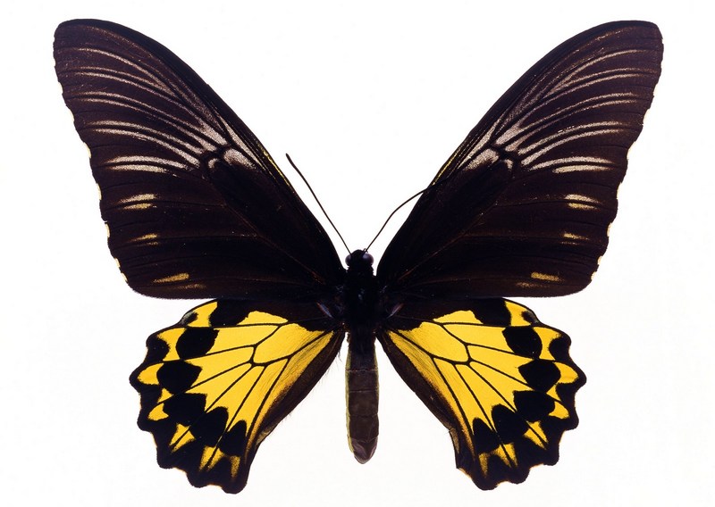 Sozaijiten.Vol12-Butterflies-SL112.jpg