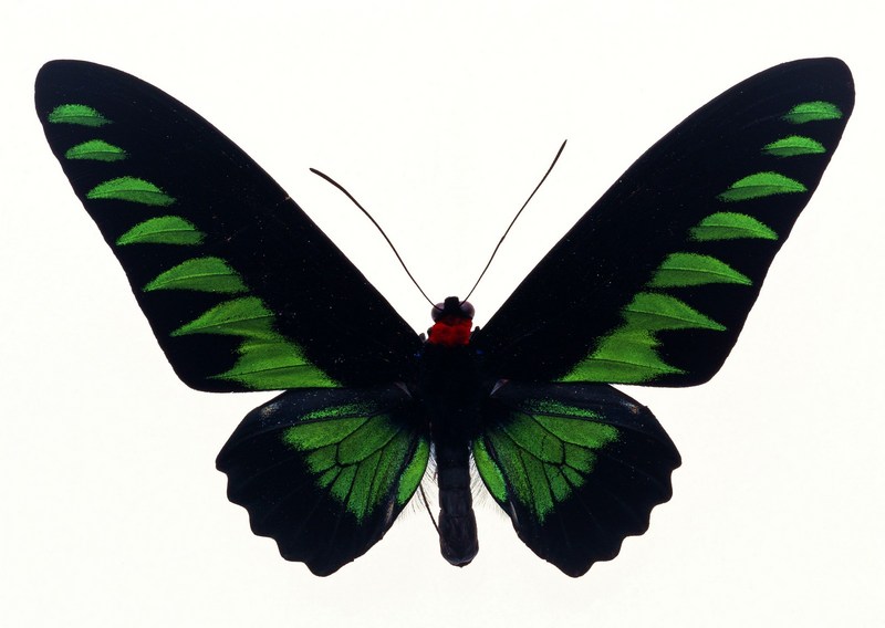 Sozaijiten.Vol12-Butterflies-SL113.jpg