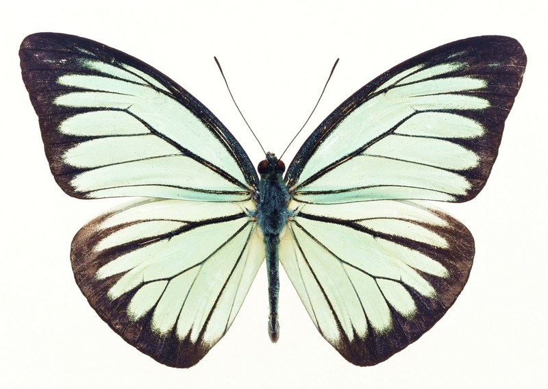 Sozaijiten.Vol12-Butterflies-SL115.jpg