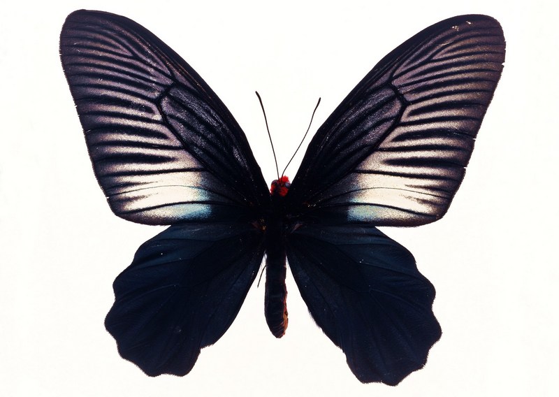 Sozaijiten.Vol12-Butterflies-SL125.jpg