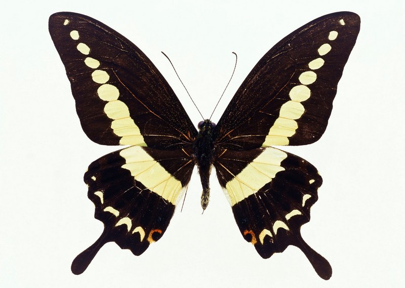Sozaijiten.Vol12-Butterflies-SL133.jpg