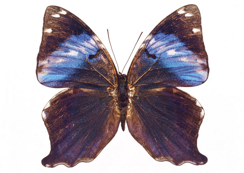Sozaijiten.Vol12-Butterflies-SL135.jpg