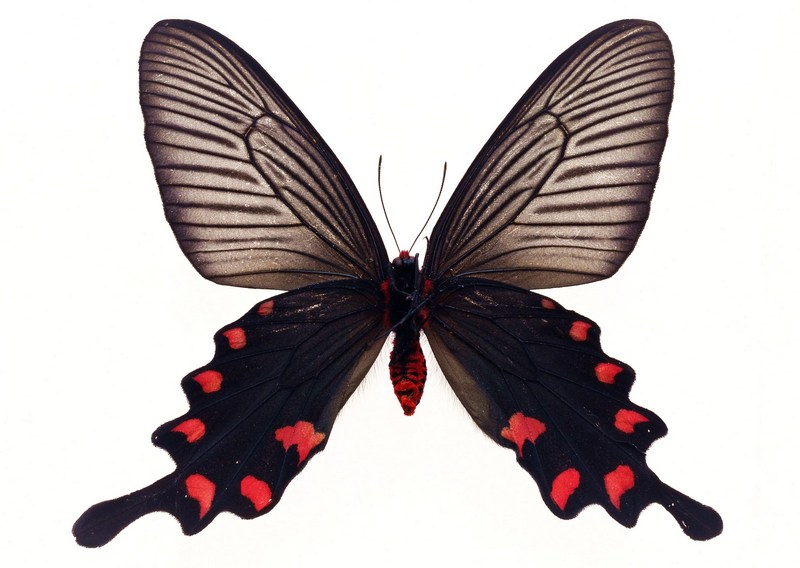 Sozaijiten.Vol12-Butterflies-SL167.jpg