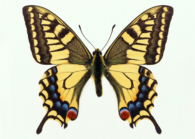 Sozaijiten.Vol12-Butterflies-SL176.jpg