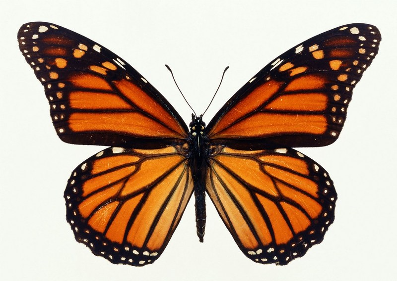 Sozaijiten.Vol12-Butterflies-SL177.jpg