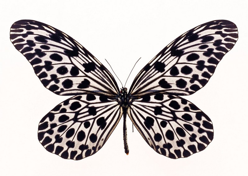 Sozaijiten.Vol12-Butterflies-SL187.jpg