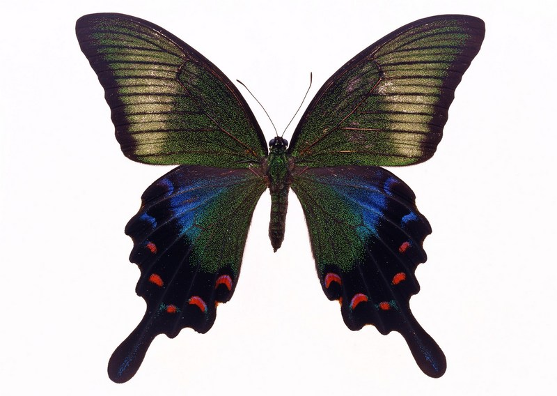 Sozaijiten.Vol12-Butterflies-SL188.jpg