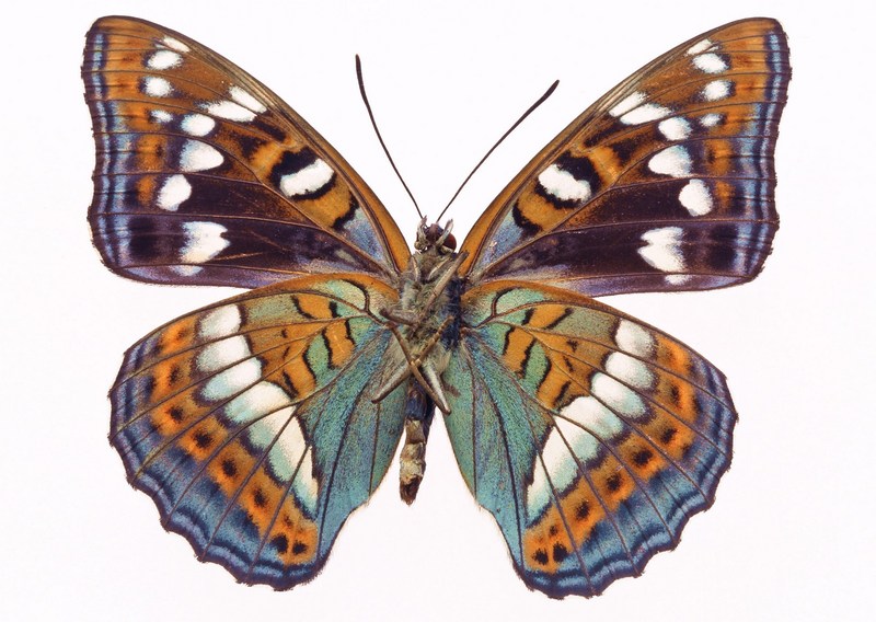 Sozaijiten.Vol12-Butterflies-SL193.jpg