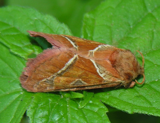 Orange Swift Moth (Triodia sylvina).jpg