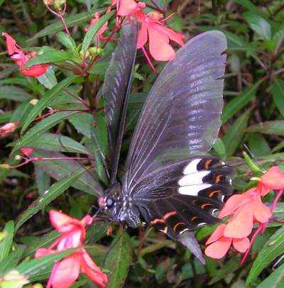 Red Helen, Papilio helenus.jpg