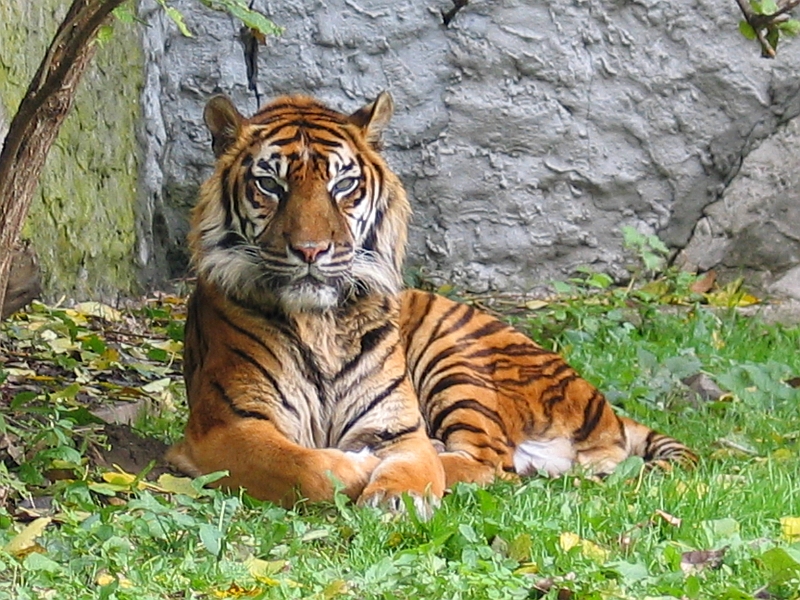 Panthera tigris sumatran subspecies-Sumatran Tiger (Panthera tigris sumatrae).jpg