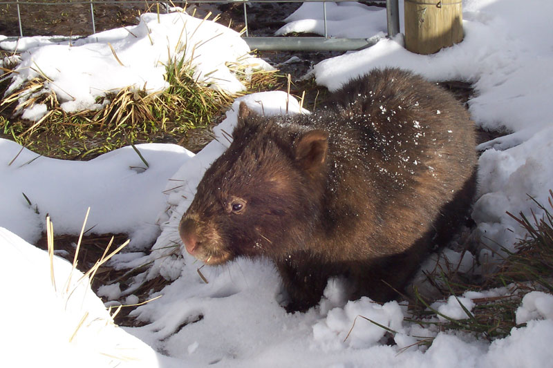 Wombat-in-snow.jpg