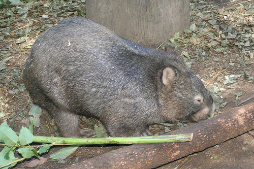 Wombat at Lone Pine-Common Wombat (Vombatus ursinus).jpg