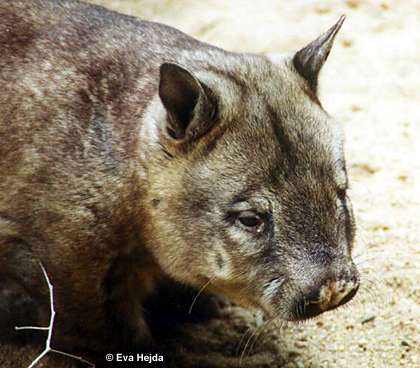 Haarnasenwombat (Lasiorhinus krefftii)-Southern Hairy-nosed Wombat (Lasiorhinus latifrons).jpg
