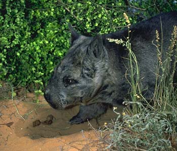 Northern Hairy-nosed Wombat (Lasiorhinus krefftii), Yaminon.jpg