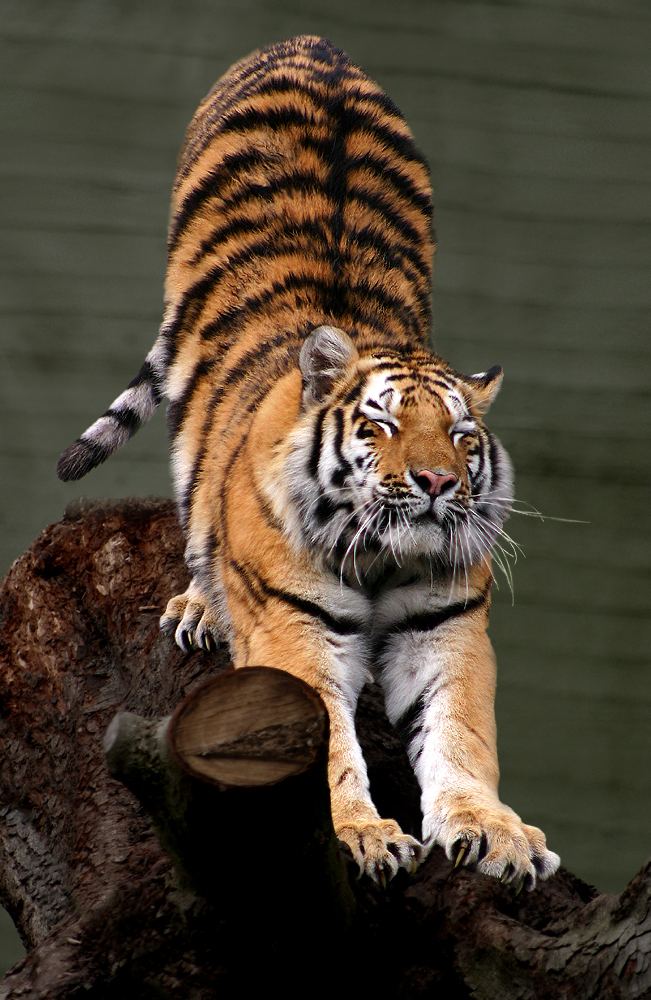 Siberian Tiger by Malene Thyssen, Siberian tiger (Panthera tigris altaica).jpg