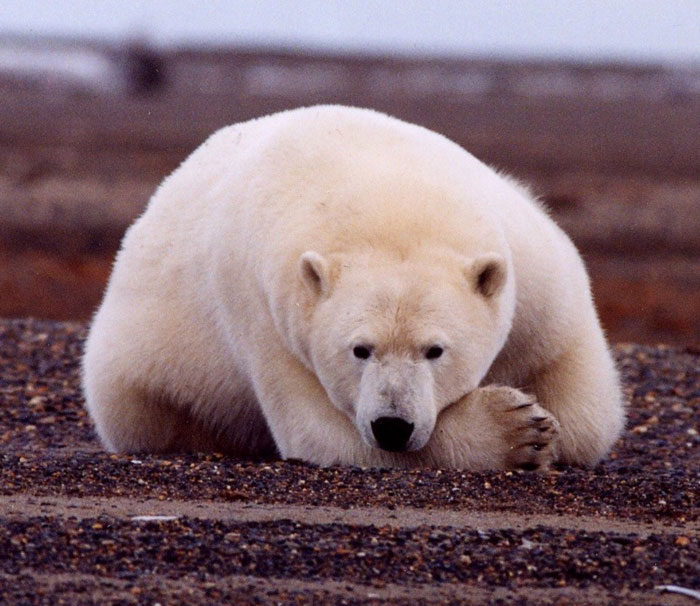 Polar Bear (Ursus maritimus).jpg