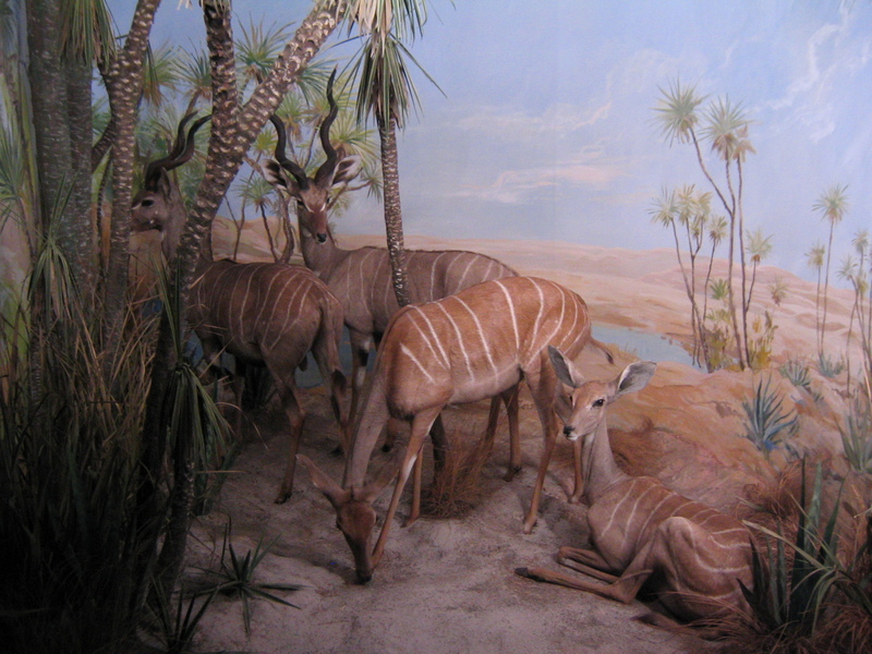 Lesser Kudu (Tragelaphus imberbis).jpg