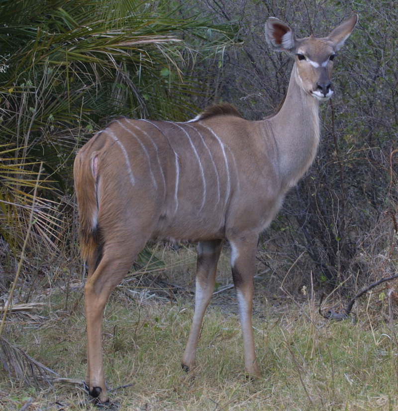 Kudu cow Botswana - Greater Kudu (Tragelaphus strepsiceros).jpg