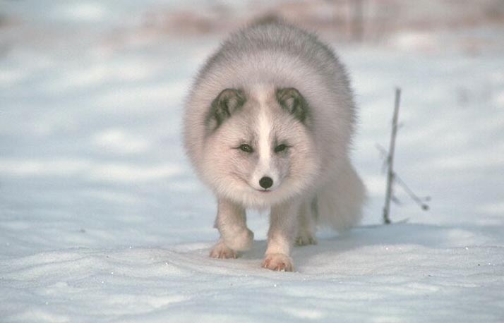 Arctic fox (Alopex lagopus).jpg