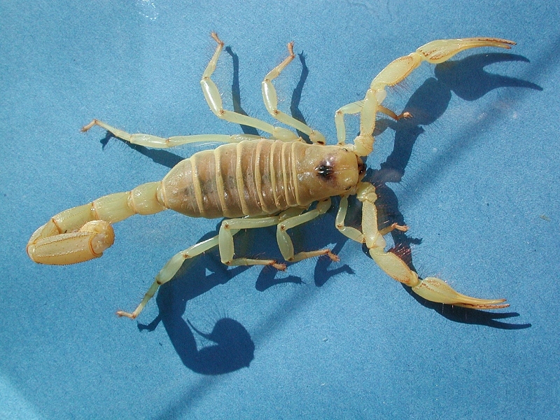 Skorpion fg01-giant desert hairy scorpion (Hadrurus arizonensis).jpg