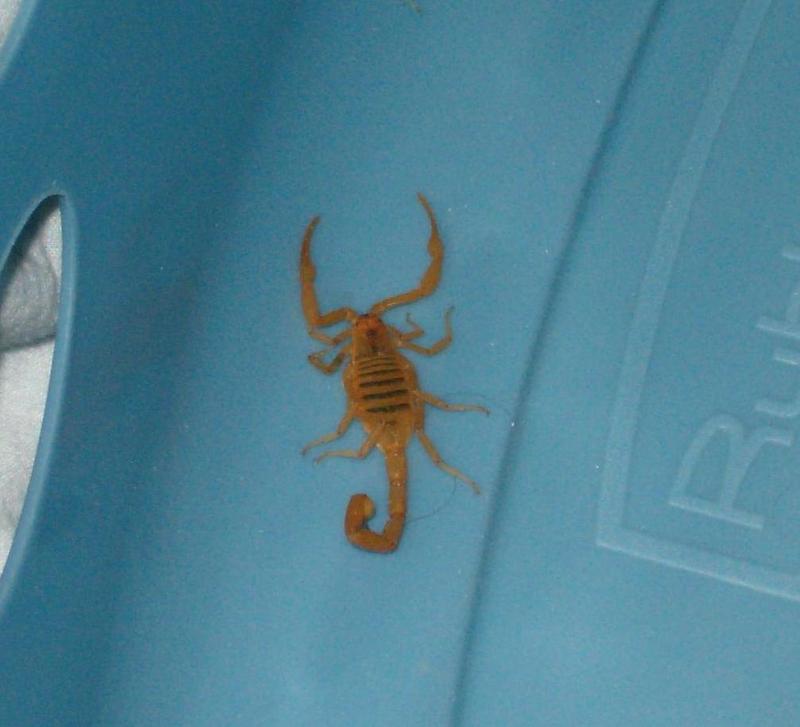 Arizona bark scorpion (Centruroides exilicauda).jpg
