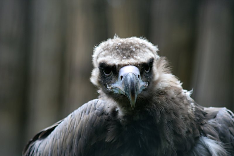 Eurasian Black Vulture(Aegypius monachus) Zoo Praha detail.jpg