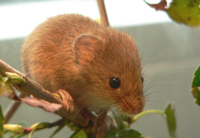 Harvest Mouse (Micromys minutus).jpg