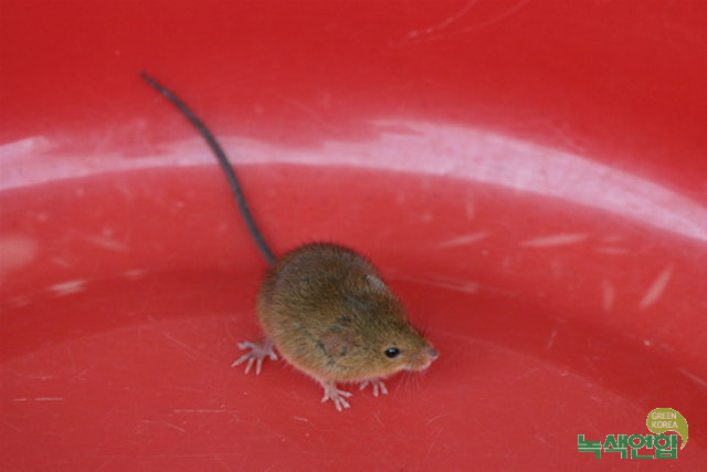멧밭쥐 Micromys minutus (Eurasian harvest mouse).jpg
