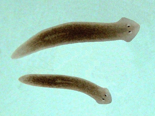 Planarian-Flatworm (Dugesia japonica)-플라나리아.jpg